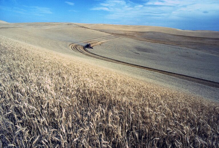 Combine harvesting wheat in rolling fields on the Palouse in Idaho