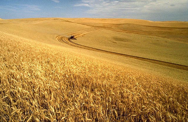 Combine harvesting a wheat field on the Palouse in Idaho